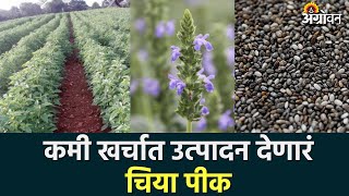 Chia Cultivation पषटक चय पकच लगवडAgrowon