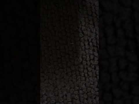 يا سأس الخيل قم للخيل وانحرها