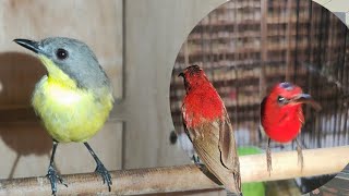 Update harga \u0026 stok Rameutuk laut, sepah raja \u0026 burcil lainnya