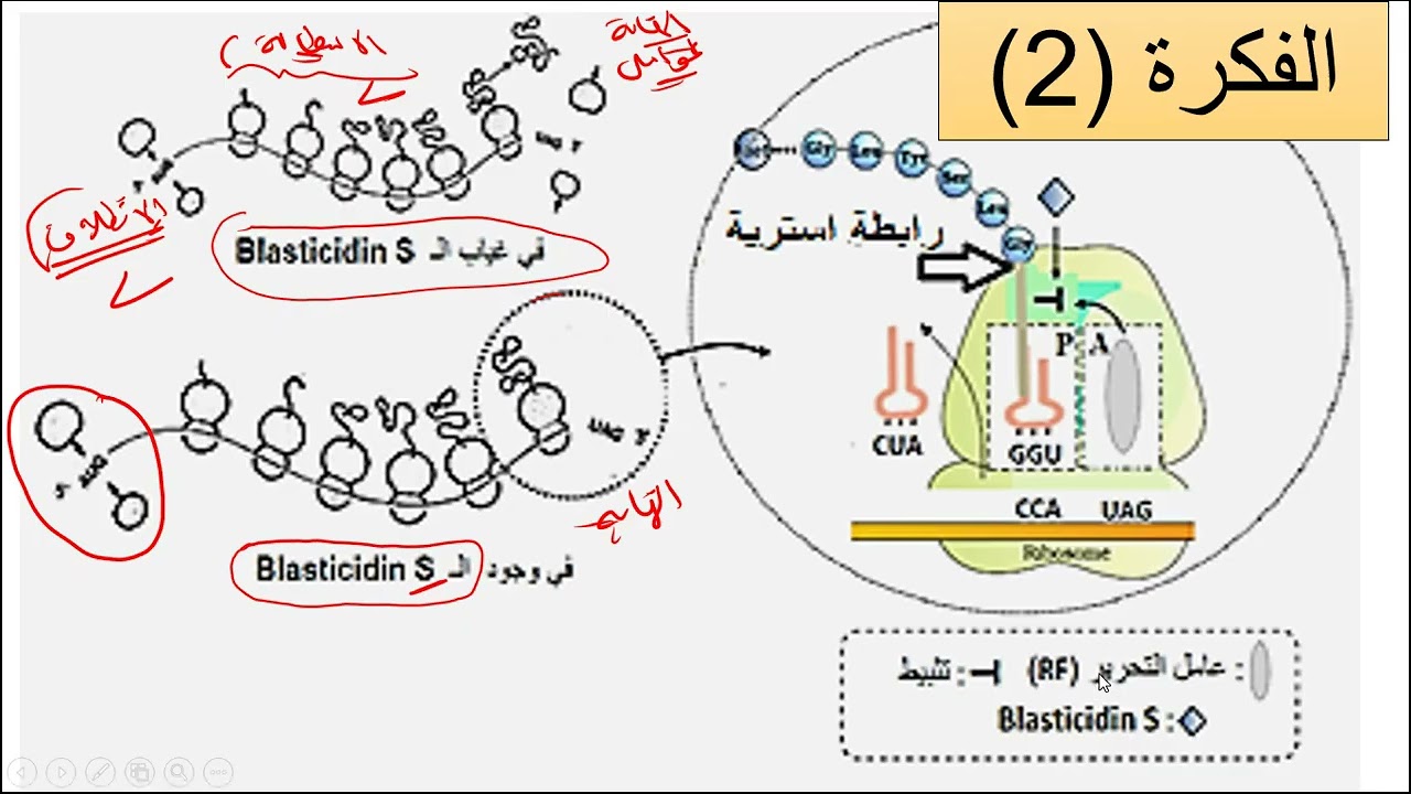 علوم طبيعية تذكير بافكار الوحدة الاولة مع الفكرة الثانية البلاستسيدين