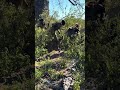 Hadzabe Tribe's Amazing Honey Harvest and Traditional Hunting Adventure