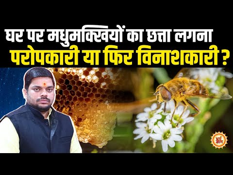 वीडियो: क्या जनवरी में मधुमक्खियों को बाहर कर देना चाहिए?