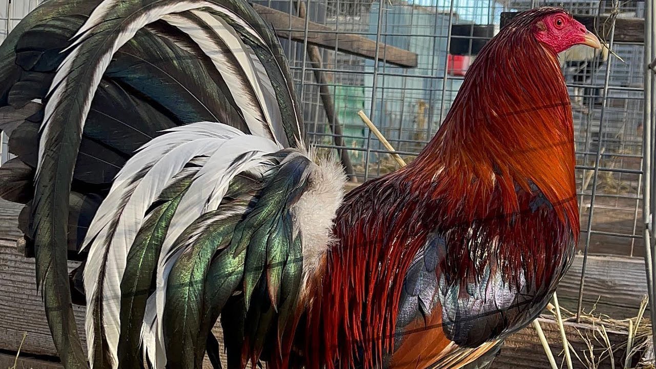 ROBERTO RAMIREZ !! Nice Quality Spring Grove Farm Hollister Ca