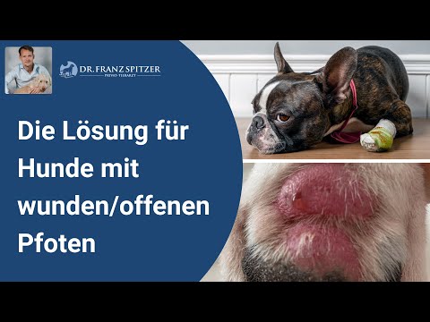 Video: 4 Möglichkeiten, einen Geburtstagskuchen für Ihren Hund zu machen