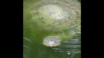 Catching the Attention of a Florida Softshell Turtle