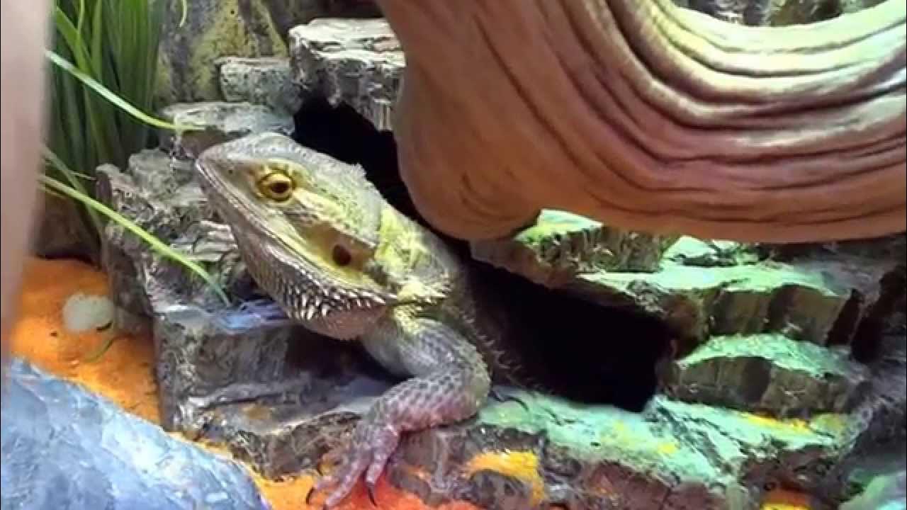 zoo med Repti Rapids® LED Waterfalls medium rock YouTube