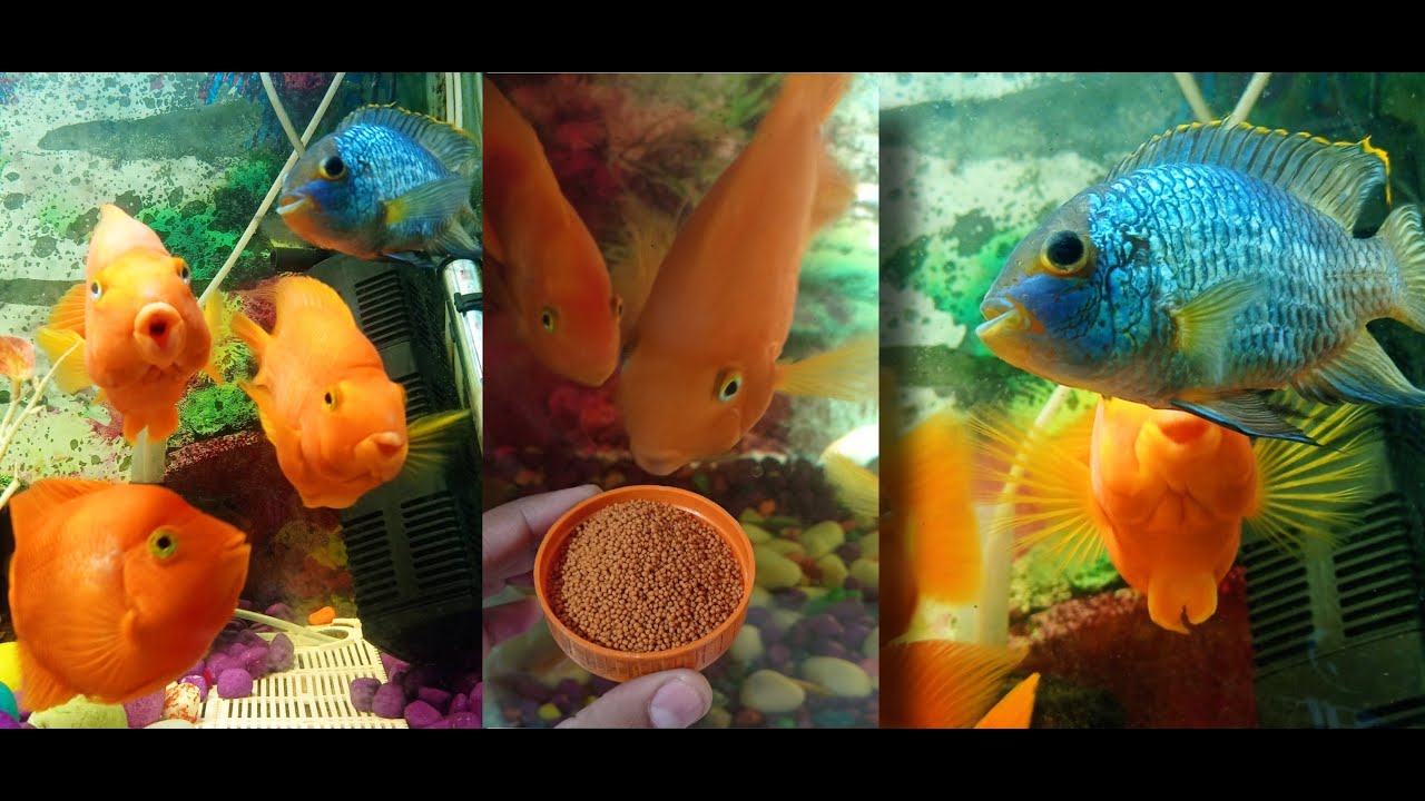Best Food for Parrot Fish 🐟/ Good Food for Parrot & Other Fish 🐠 /Parrot fish full Video YouTube