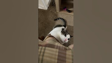 Catnip! #shorts #short #viral #viralvideo #video #shortvideo #trending #funny #shortsvideo #cute