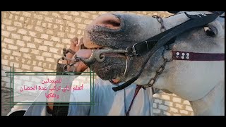 كيف تركيب عدة الحصان من أ إلى ى للمبتدئين how to install a horse harness from A to Z for beginners