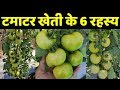 मालामाल टमाटर🍅🍅Tomato Farming Techniques - Fertilizers for Shape, Size, Profit