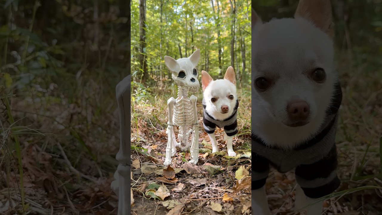 Offended Chihuahua  #chihuahua #dog #skeleton