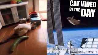 CAT vs CUCUMBER MEME - Cat In Space🚀 by The Crazy Cats 1,043 views 2 years ago 26 seconds