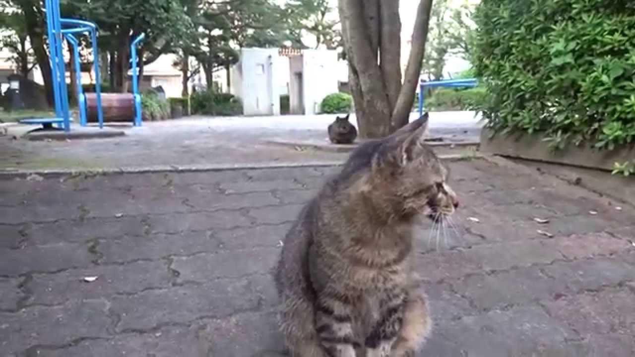 公園猫戦争 激突 老猫エクスペンダブルズvs暴虐の猫夫婦 The Cat Expendables Youtube 公園猫戦争 激突 老猫エクスペンダブルズvs暴虐の猫夫婦 The Cat Expendables Youtube