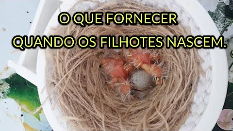 O que dar para um filhote de canarinho?