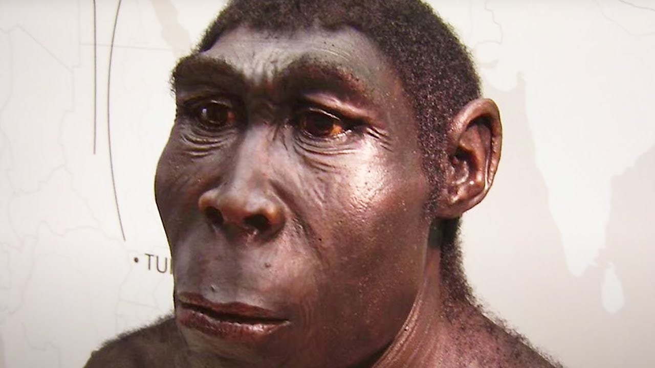 Человек прямоходящий. Архантропы (homo Erectus). Человек прямоходящий Африки homo Erectus. Человек прямоходящий хомо Эректус.