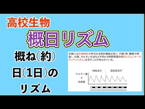 高校生物「概日リズム（サーカディアンリズム）」