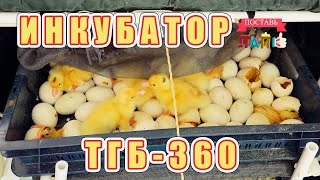 Инкубатор ТГБ 360