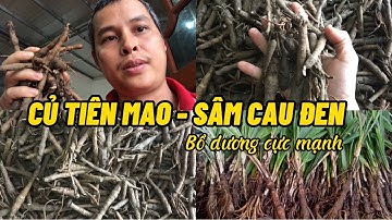 Sâm tiên mao (Sâm cau đen) là loại sâm bổ dương cực mạnh