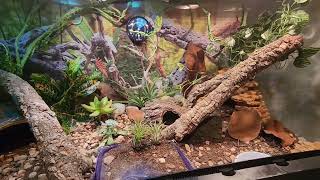 Leopard Gecko Bioactive Terrarium Tank Setup @DM.Reptiles