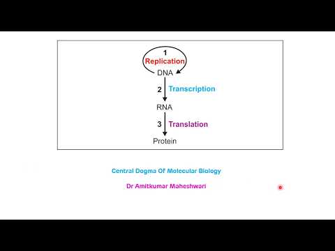 Central Dogma of