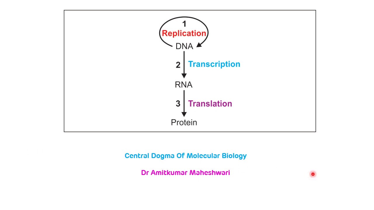 Central Dogma Of Molecular Biology Central Dogma Of Life 