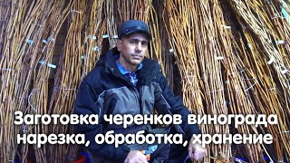 Заготовка черенков винограда, нарезка, обработка и хранение