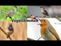 Wie zwitschert welcher Vogel, Folge 1 | How does which bird chirp, episode 1 #vogel