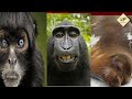 smartest ANIMALS in the world ranked | TOP 5 SMARTEST animals are the cutest