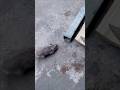 Wait For End 😲😂#rat#funny #woodart #funnyshorts