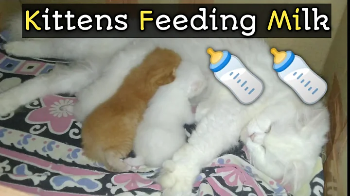 Video 6833801: persian cat feeding kittens, cat feeding milk