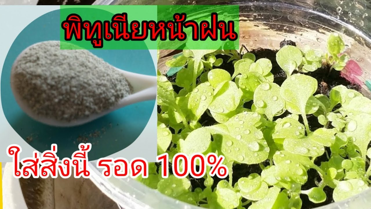 เคล็ดลับ เพาะพิทูเนียหน้าฝนให้รอด  ไม่เน่า100%