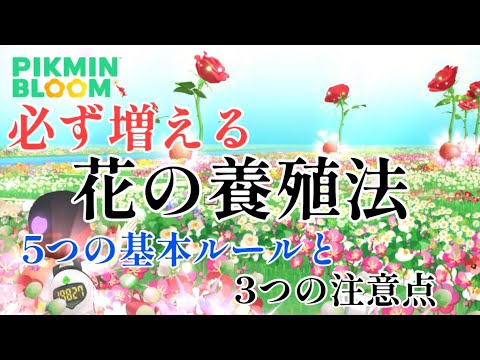 初心者必見 必ずバラを増やす方法 ピクミンブルーム Pikmin Bloom Youtube