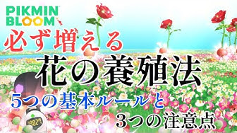 ピクミンブルーム Youtube