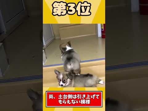 イッヌの映像見て癒されたら寝ろwww #2ch動物スレ #動物 #2ch