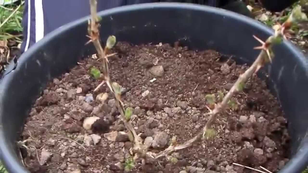 How to take a Gooseberry cutting. YouTube