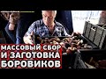 Массовый сбор и заготовка боровиков, Архангельская обл. Один день из жизни заготовительного пункта