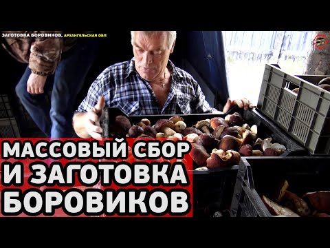 Видео: Массовый сбор и заготовка боровиков, Архангельская обл. Один день из жизни заготовительного пункта