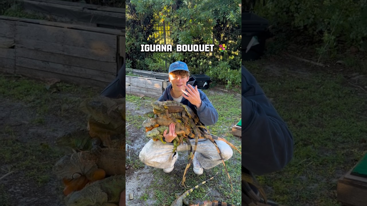 Букет из игуан, кто желает?! 