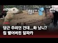 당근 주려 한 건데 여성에 침 뱉어버린 알파카 JTBC 사건반장 