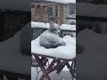 Husky wants to sit outdoors in snowfall during cold weather  1166786