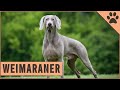 Weimaraner - All About The Dog Breed の動画、YouTube動画。