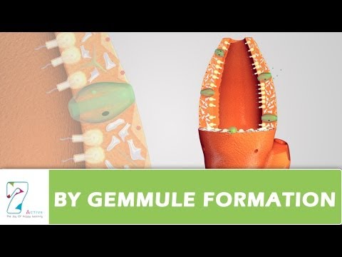 Video: Wat is Gemmule in biologie?