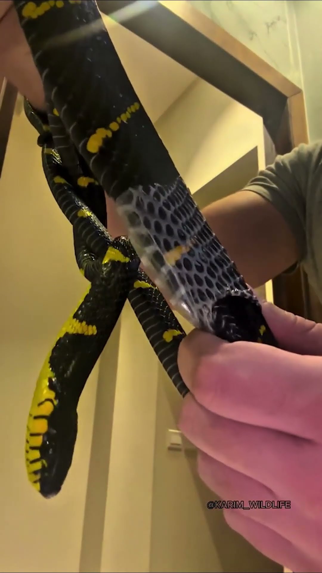 Unboxing a Snake