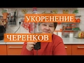 Как правильно укоренить черенки зимой. Проверенный способ.