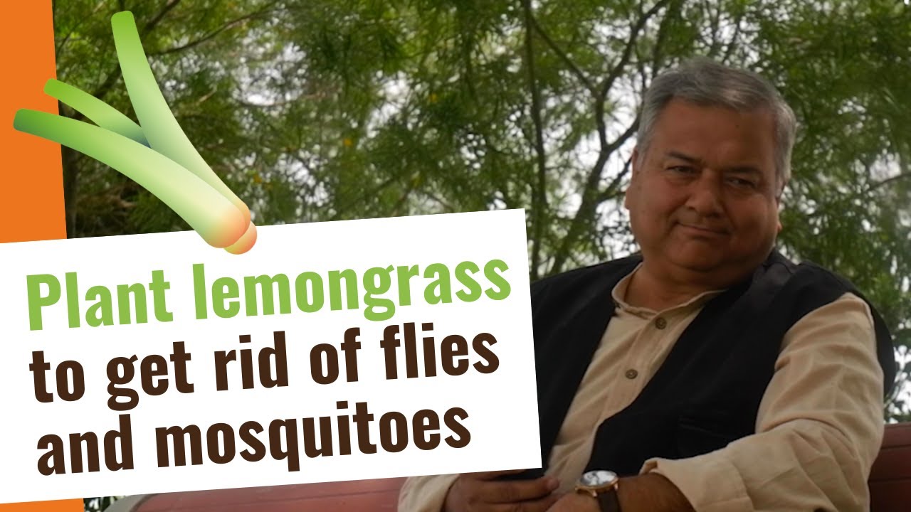 Plant lemongrass to get rid of flies and mosquitoes YouTube