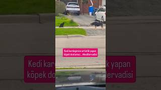 Download Lagu Kedi kardeşimize artistlik yapan köpek dostumuz...#kedilervadisi #kedi #cat MP3