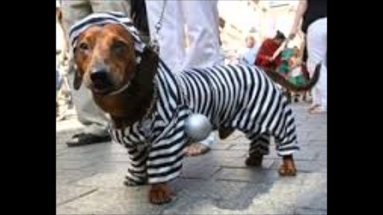 Raduni bassotti mascherati - Dachshunds costume Parades - Mars Jamnikow -Dog Halloween costumes
