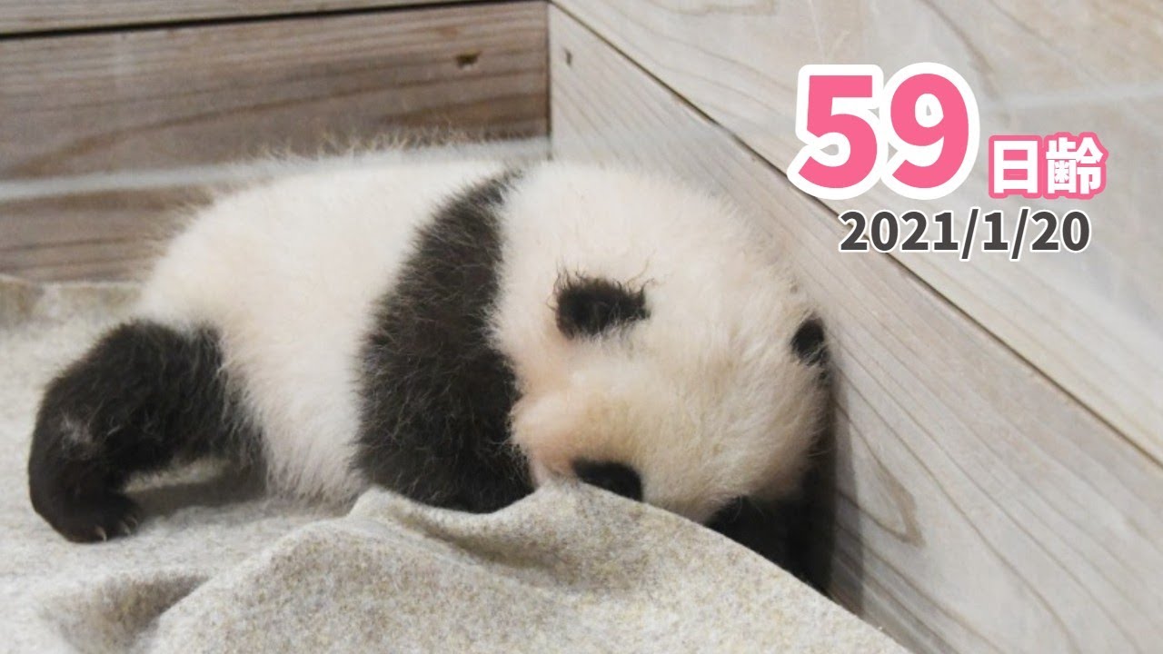 パンダの赤ちゃん 木箱の中を大冒険 59日齢 Youtube パンダの赤ちゃん 木箱の中を大冒険 59日齢 Youtube