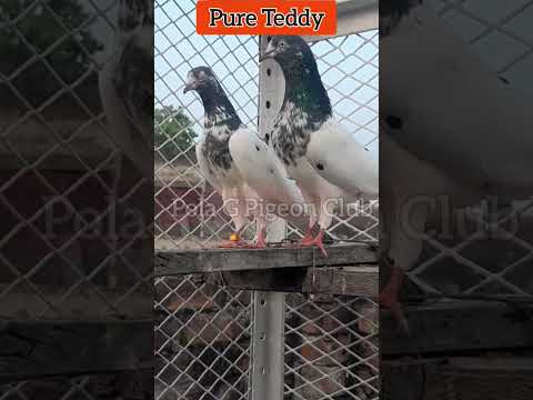 Pure Teddy Pair