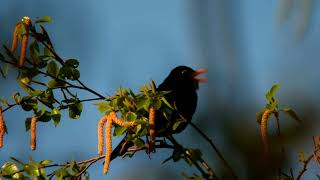 Ранішня пісня чорного дрозда, травень 2023. Morning song of common blackbird, May 2023